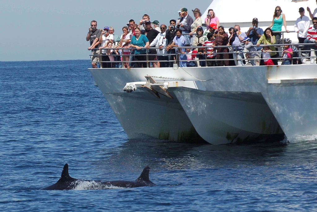 Port Stephens Dolphin Watching