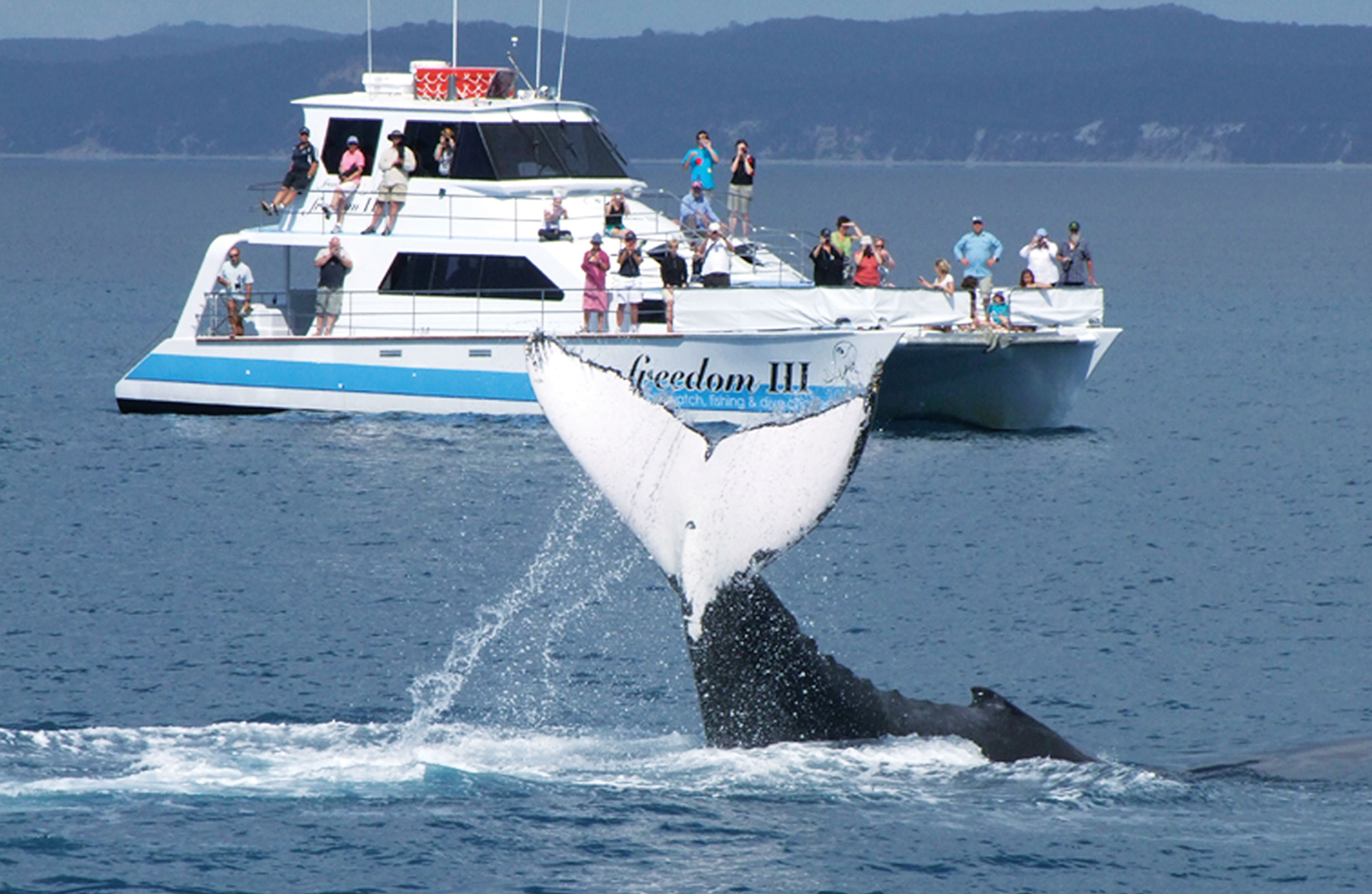 whale tours in miami