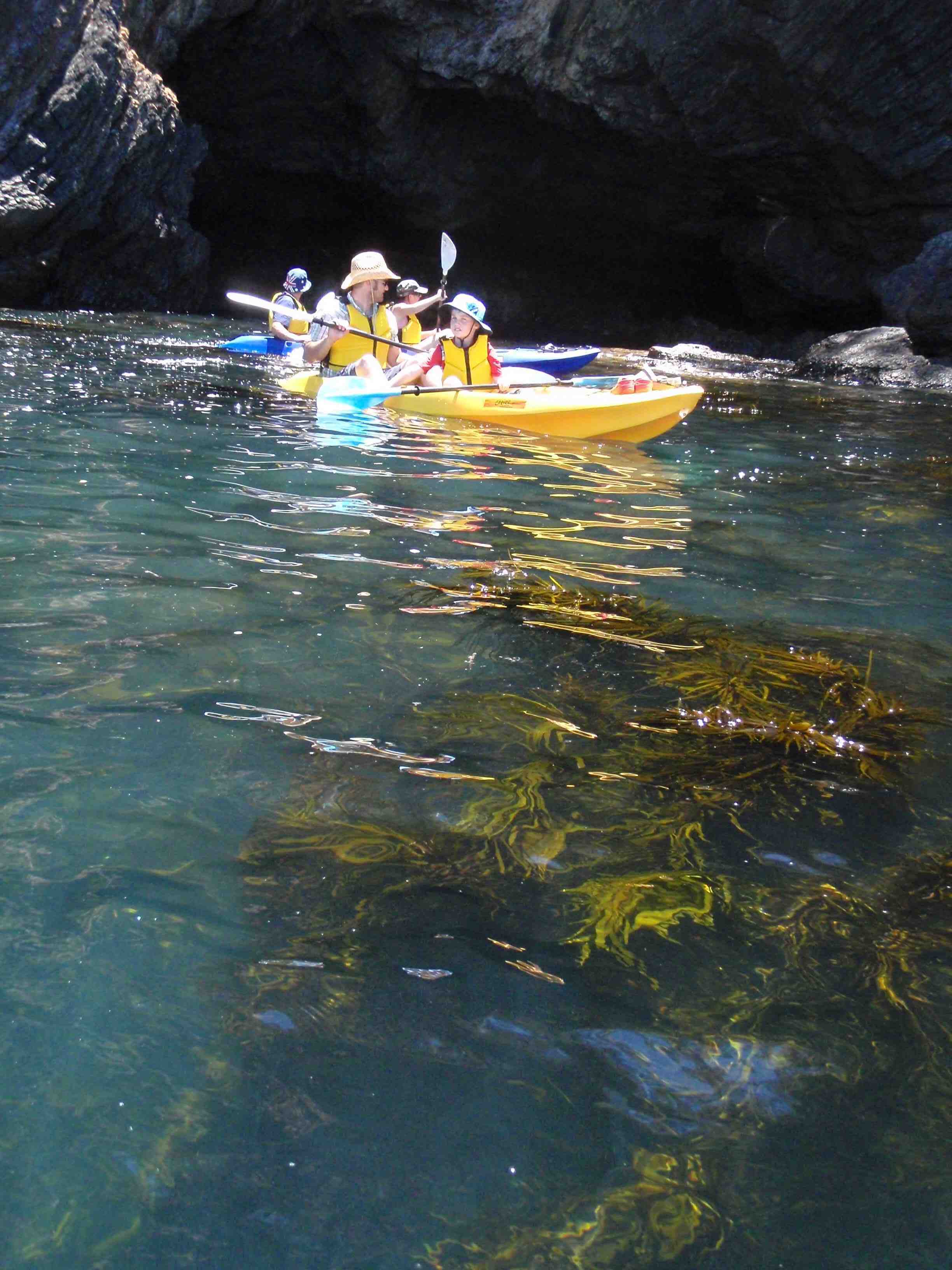 Glass Bottom Kayak Tour - Region X - The Batemans Wildlife Experience 